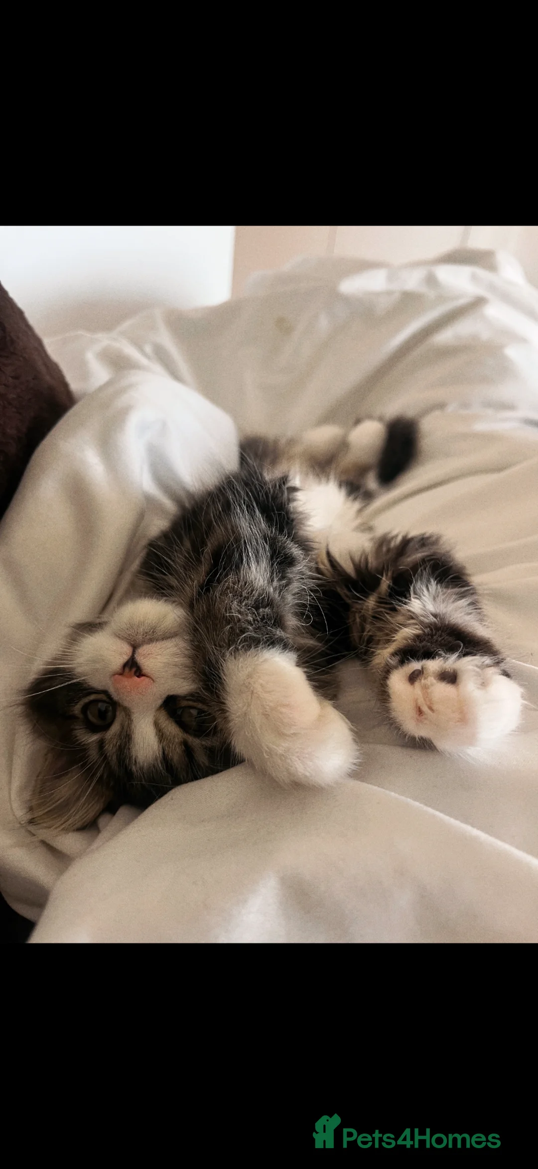 British Longhair cats for sale:  Arlo - Advert 6