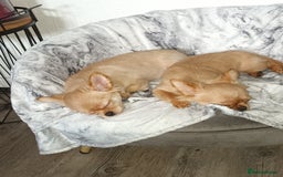 Chihuahua dogs for sale: Stunning Baby looking for his forever 5* homes - Image 15