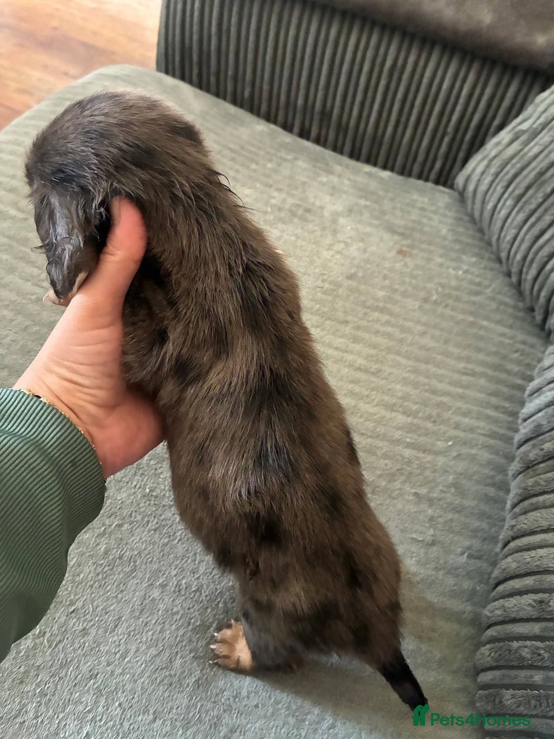 Miniature Dachshund dogs for sale: Broken coated miniature dachshunds  - Image 4