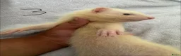 Ferret rodents for sale: Stunning part angora kits for sale in Cardiff - Advert 29