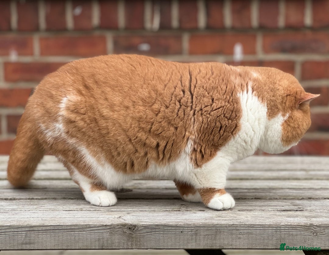 British Shorthair cats for stud: Tica CH red /white Cinnamon carrier ( limited time in Leeds - Advert 8