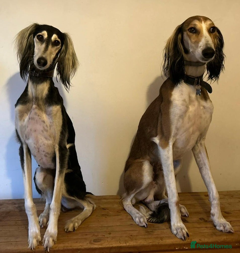Saluki dogs Beautiful Saluki pups from champion lines - Advert 1