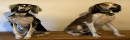 Saluki dogs for sale: Beautiful Saluki pups from champion lines - Advert 1