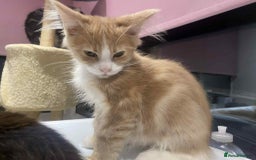 Maine Coon cats for sale: Xl mainecoon kittens  - Image 13