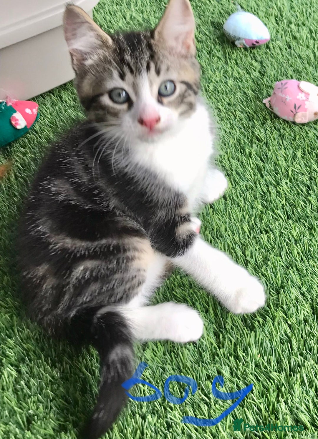 Mixed Breed cats for sale: 5 kitten’s available today  - Image 10