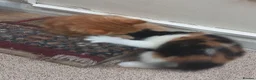 Mixed Breed cats for sale: 4 beautiful,  kittens for sale.  in London - Advert 3
