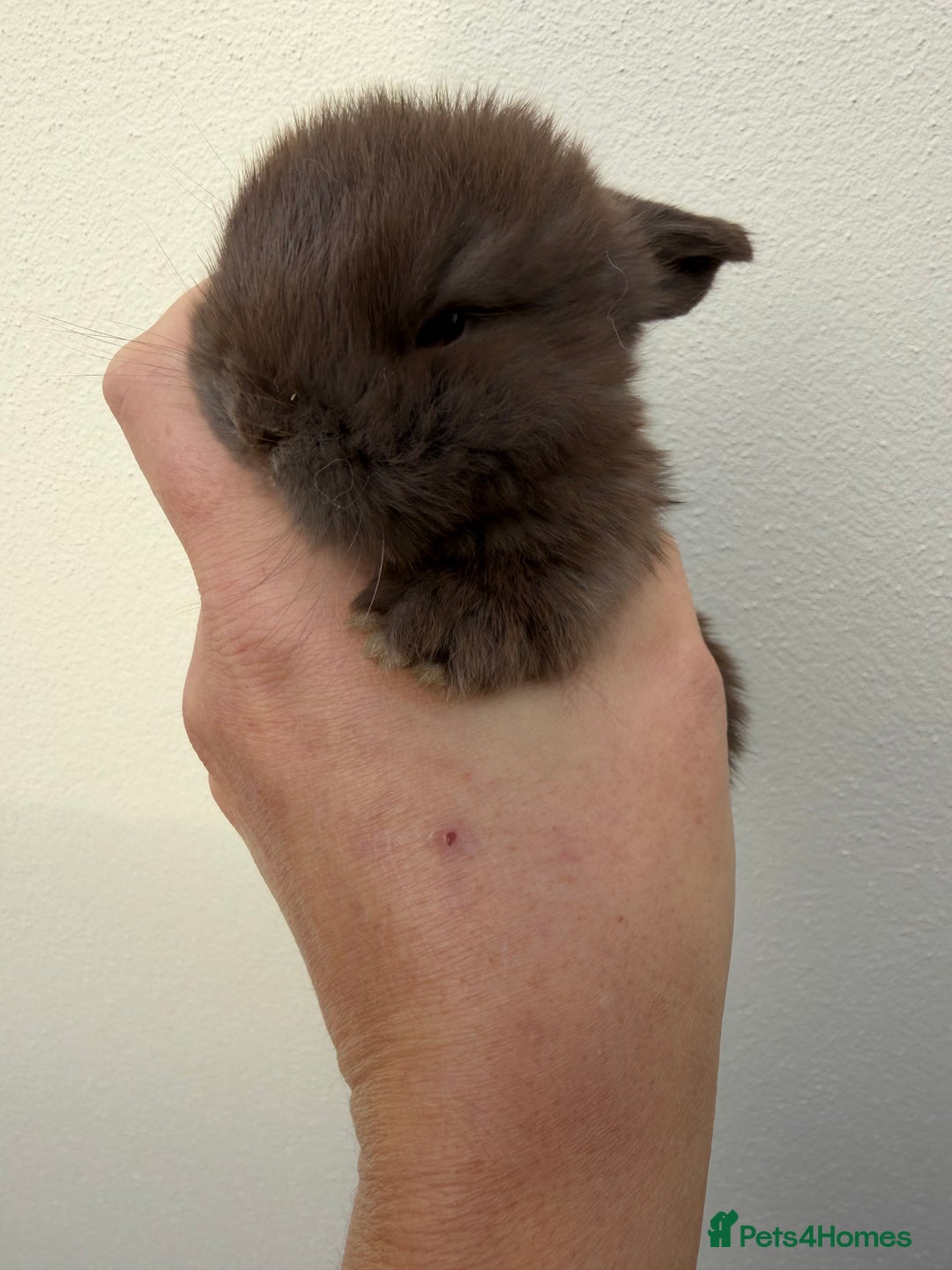 Mini Lop rabbits for sale: Purebred chocolate doe *BOTH RESERVED  - Advert 2