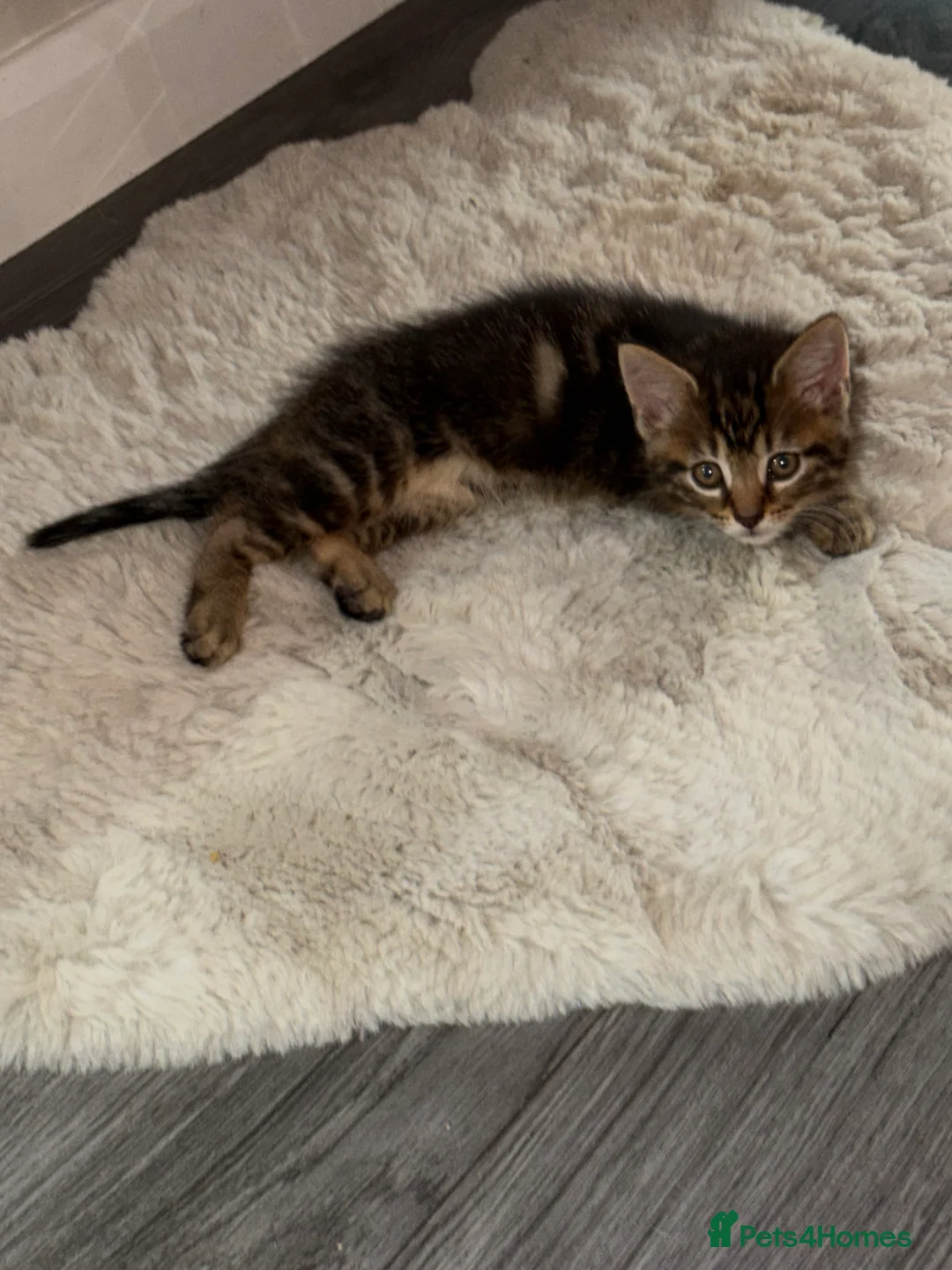 Siberian cats for sale: Siberian x kittens  - Advert 2