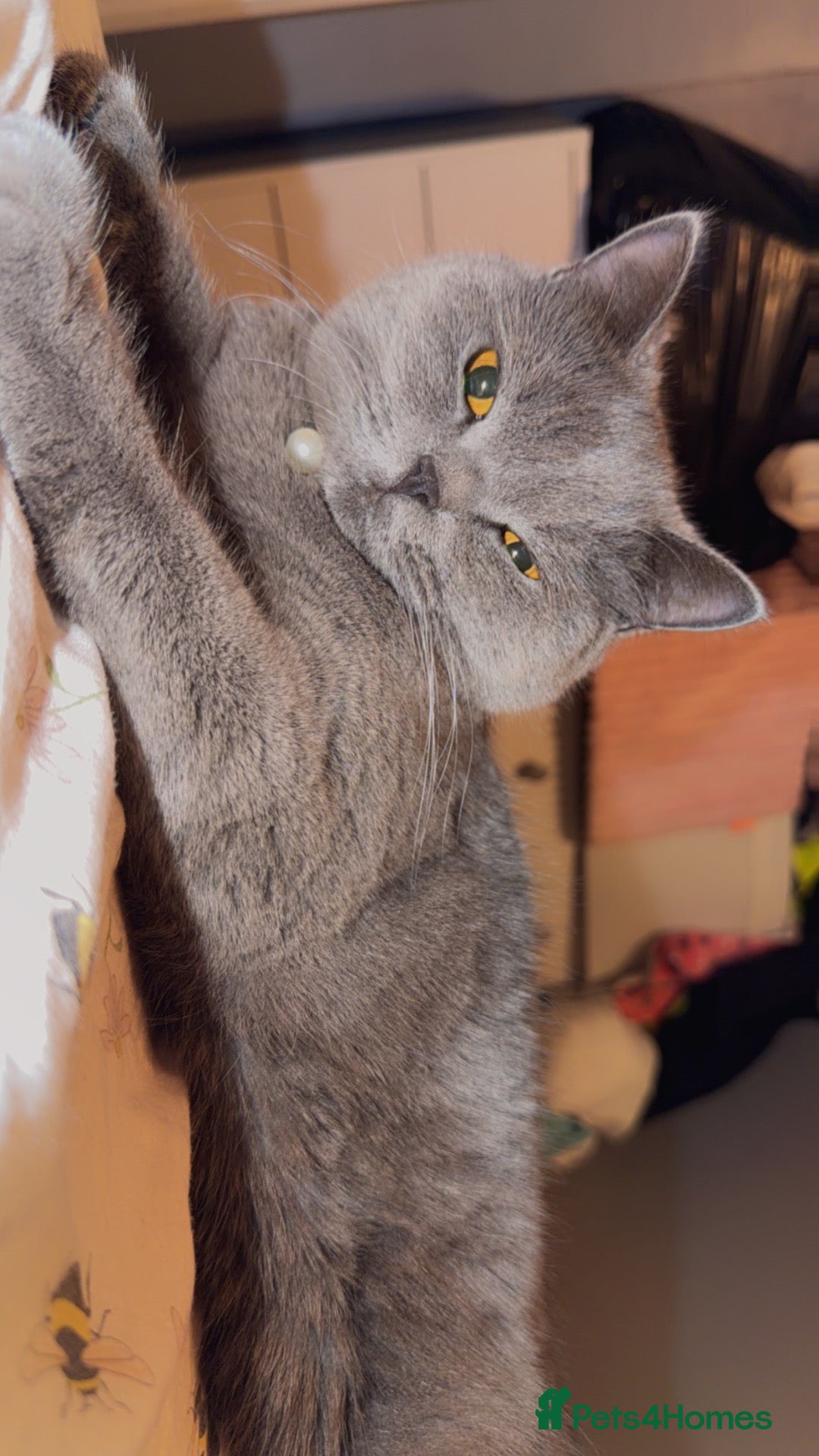 British Shorthair cats British shorthair.  - Advert 5
