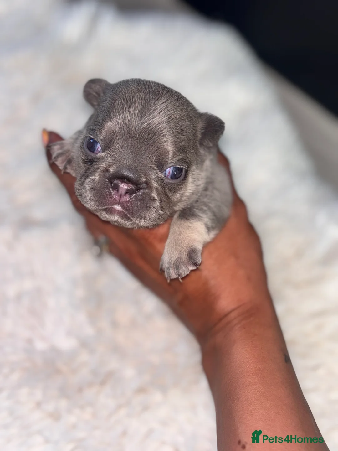 French Bulldog dogs for sale: 🩷Gorgeous litter of French bulldog puppies🩷  - Advert 2