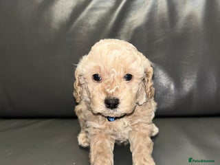 Cavapoochon dogs 🌟 Stunning F1B Cavapoochon puppies available now - Advert 18