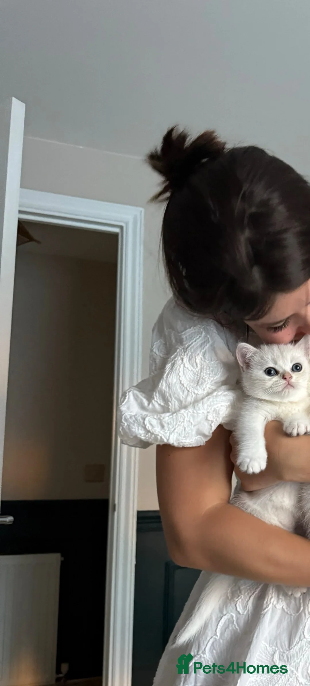 British Shorthair cats for sale: Beautiful British Shorthair Boy Looking new family - Advert 7