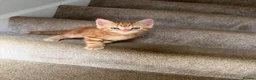 Ragdoll cats for sale: 3 cute and playful kitties  in Banbury - Advert 8