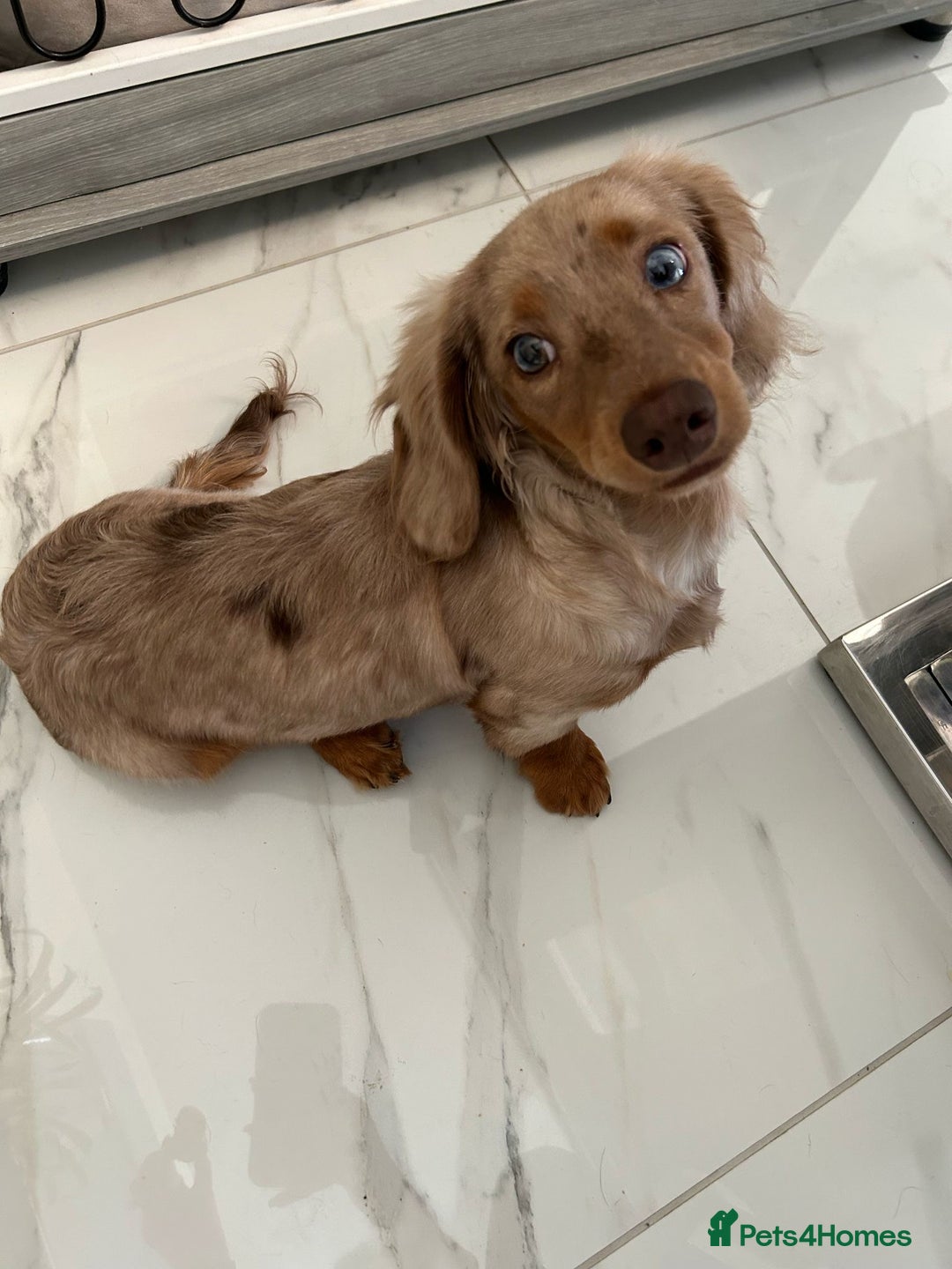 Miniature Dachshund dogs for stud: Chocolate Dapple mini dachshund stud  - Advert 13