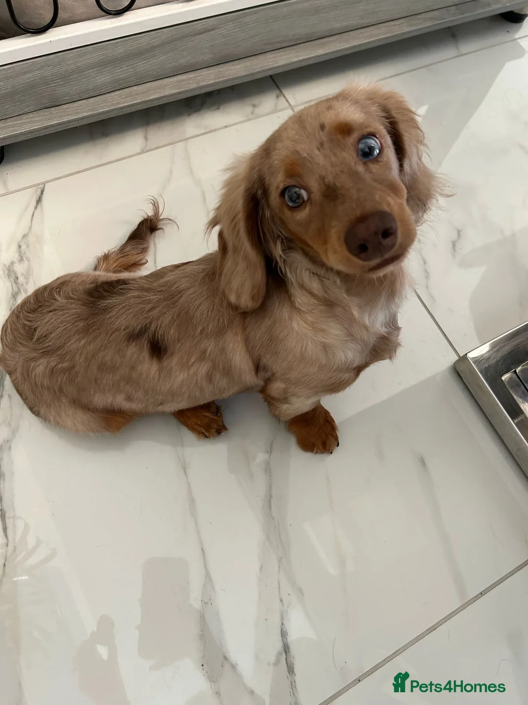 Miniature Dachshund dogs for stud: Chocolate Dapple mini dachshund stud  - Advert 13