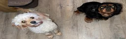 Cavapoo dogs for sale: F1b cavapoo - Advert 11