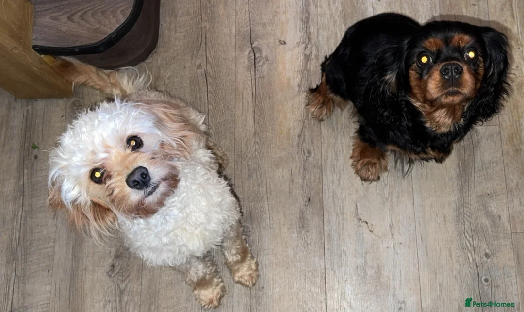 Cavapoo dogs for sale: F1b cavapoo - Advert 11