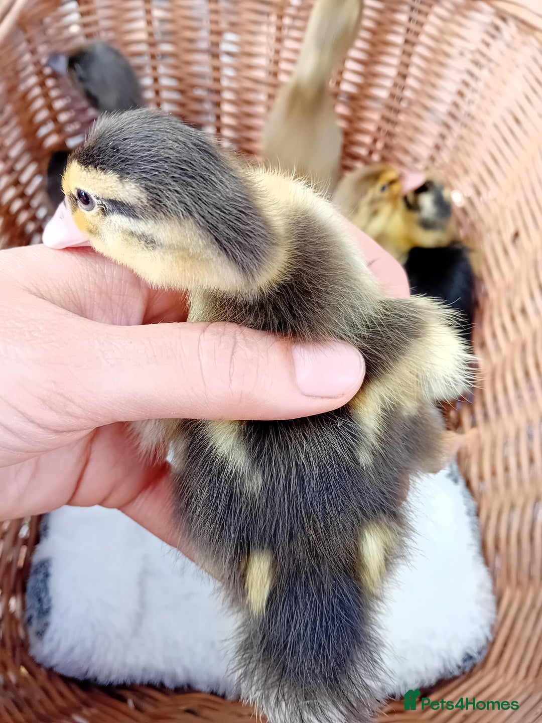 Ducks poultry for sale: Mixed Color Indian Runner Ducklings - Image 19