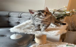 British Shorthair cats for sale: SILVER TABBIES - Registered & Full Pedigree - Image 28