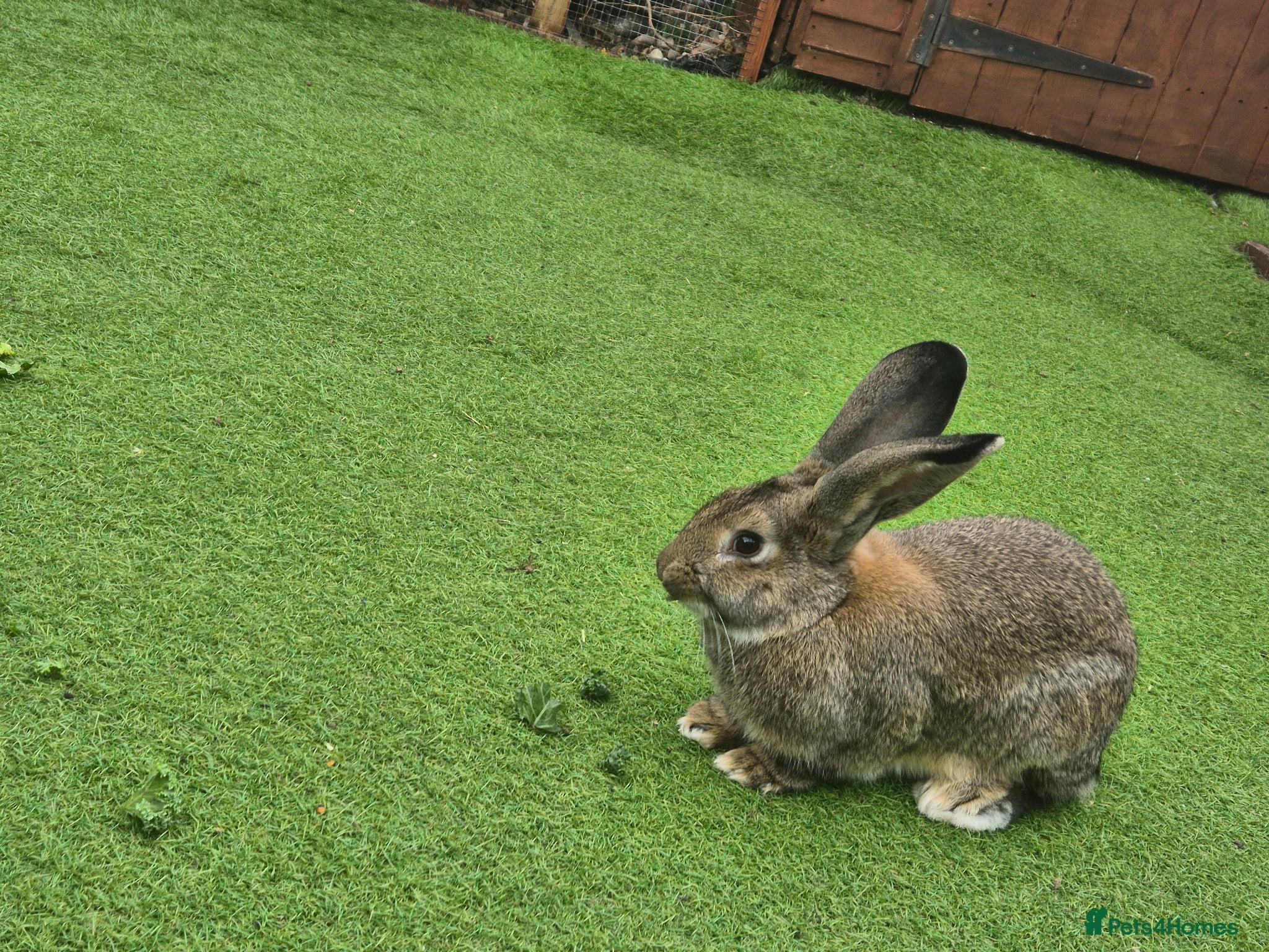 Continental Giant rabbits Male rabbit  - Advert 2