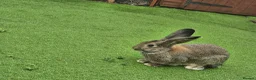 Continental Giant rabbits for sale: Male rabbit  - Advert 1