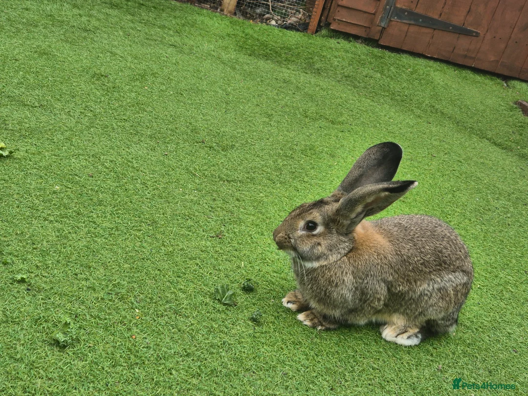 Continental Giant rabbits for sale: Male rabbit  - Advert 1