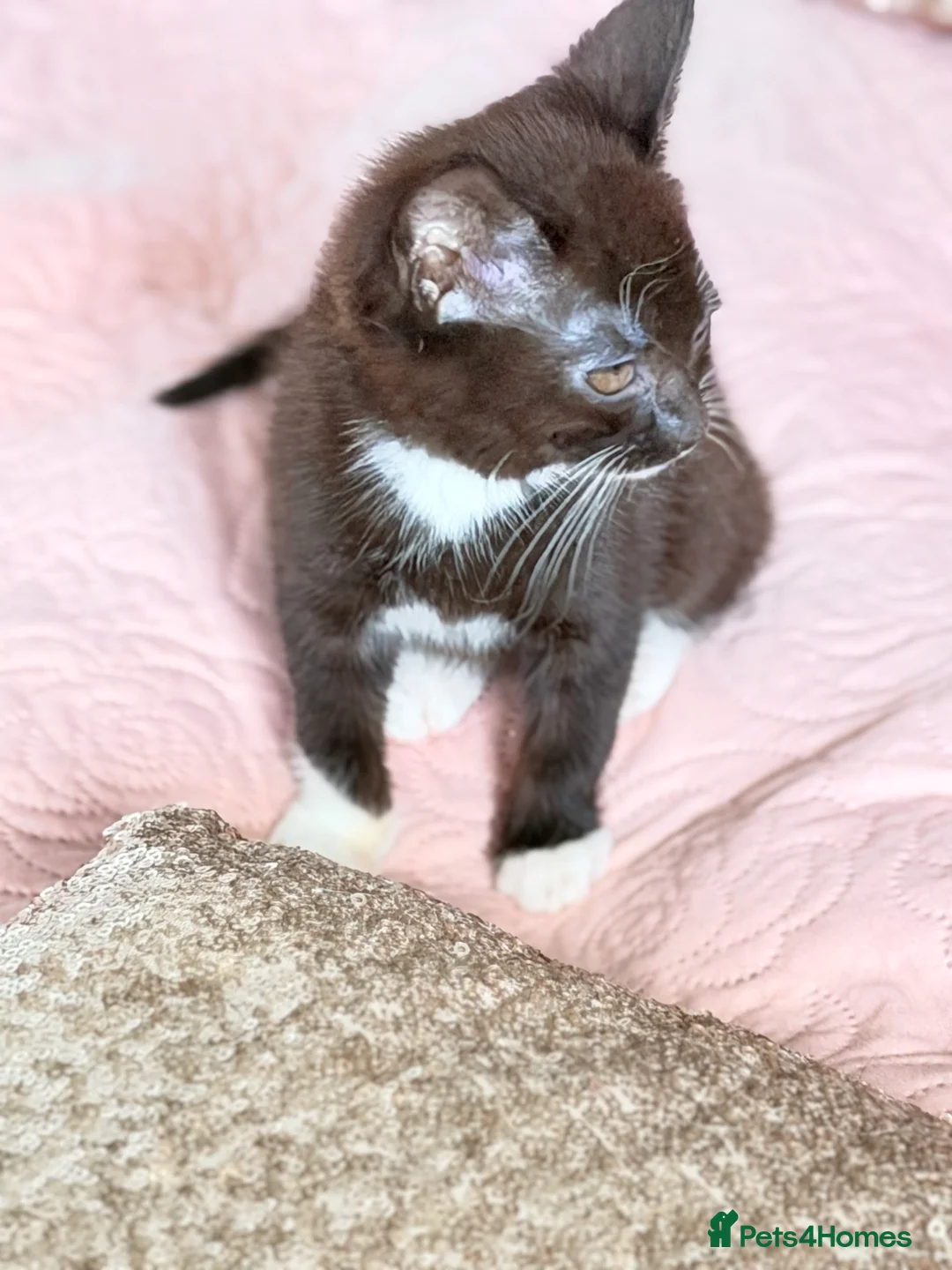 British Shorthair cats for sale: Purr-fect  **  Kittens Ready for new home - Advert 33