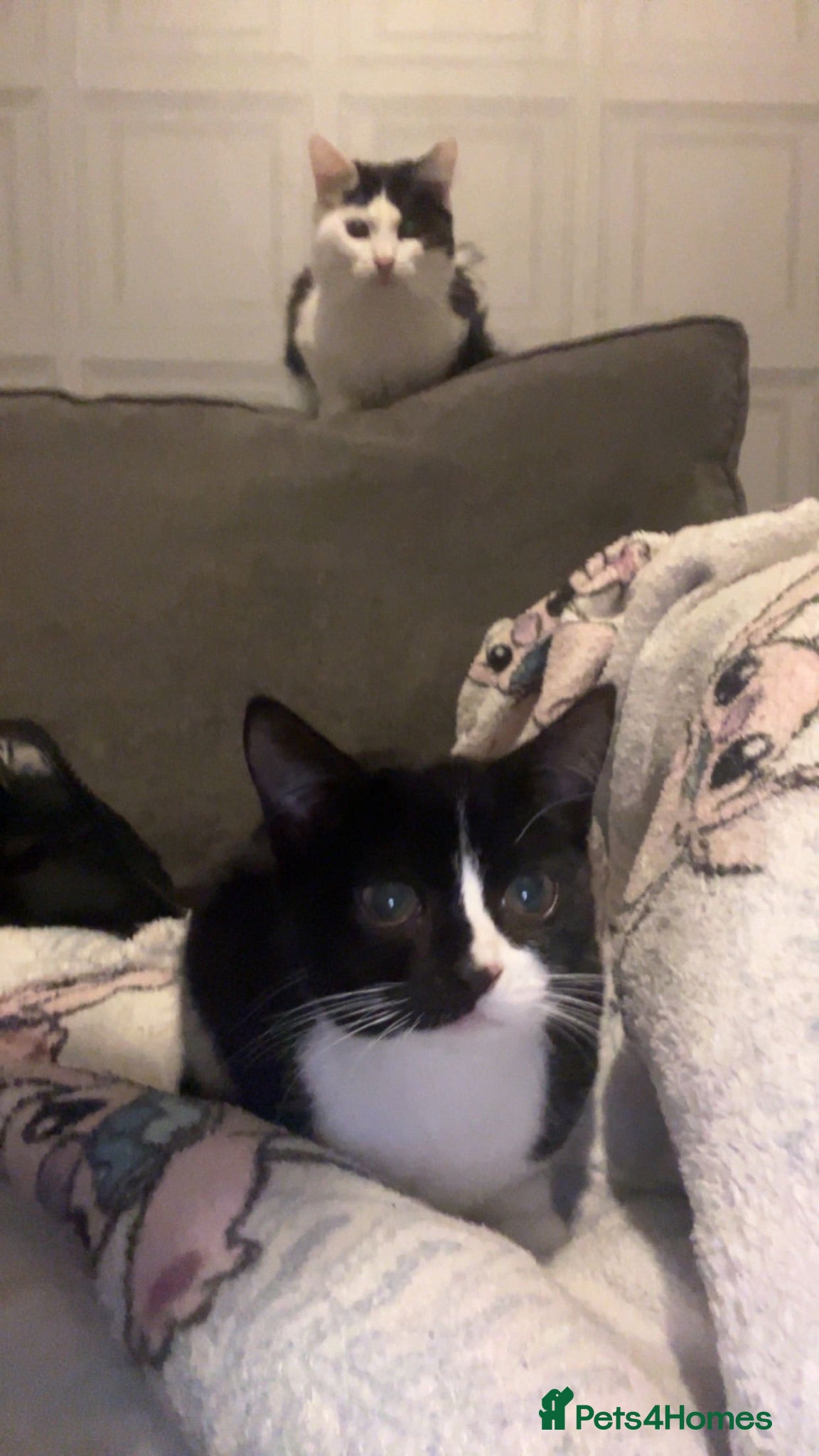 Mixed Breed cats our 2 beautiful babies siblings 1 female 1 male - Advert 13
