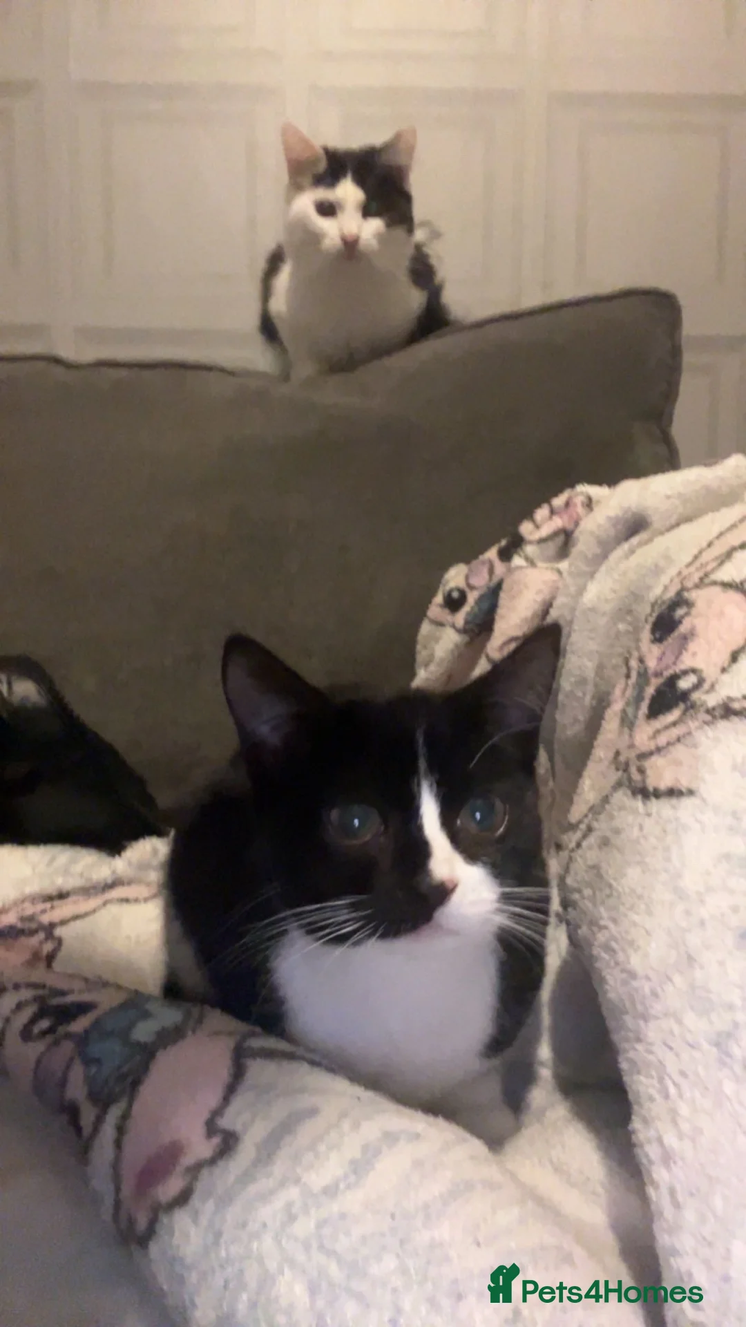 Mixed Breed cats for sale: our 2 beautiful babies siblings 1 female 1 male in Leicester - Advert 1