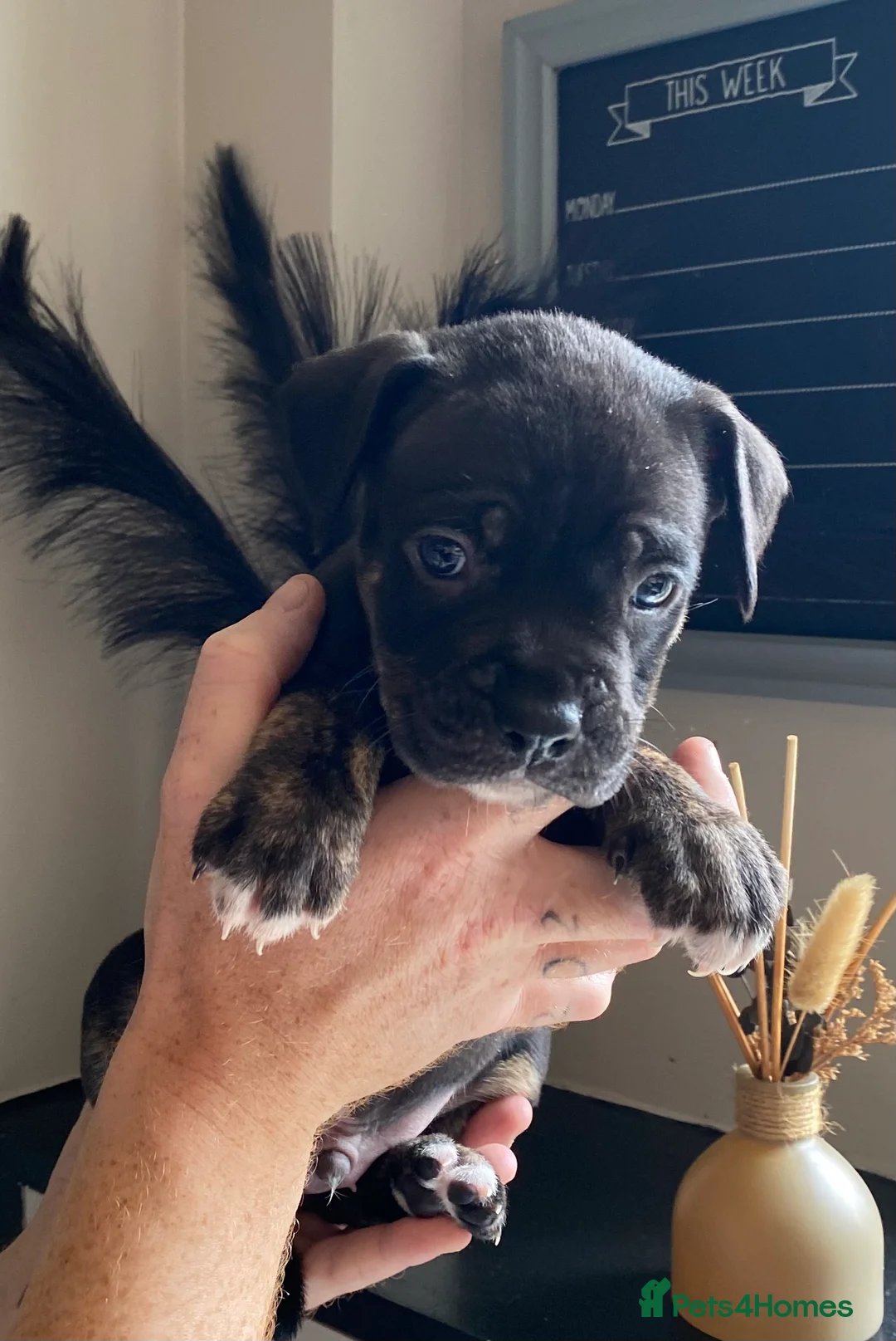 Mixed Breed dogs for sale: Cane Corso X Staff Puppies -Ready to Leave October - Advert 12