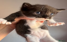 Ragdoll cats for sale: 2 kittens available 1 female, 1 male  - Image 8