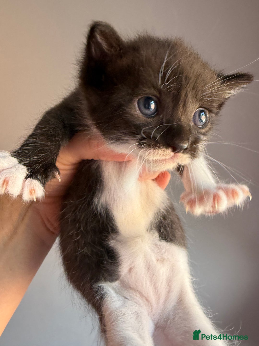Ragdoll cats for sale: 2 kittens available 1 female, 1 male  - Image 8