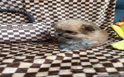 Mixed Breed dogs for sale: RARE  Shipom /pomshi Pomeranian and Shihtzu cross  - Image 17