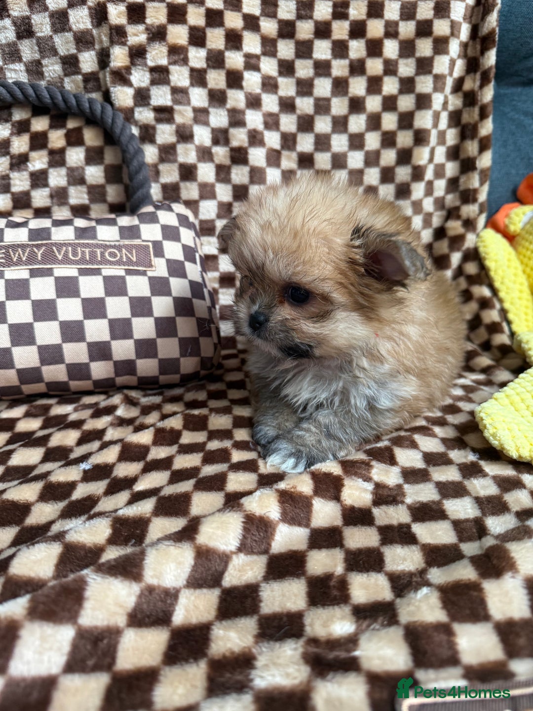 Mixed Breed dogs for sale: RARE  Shipom /pomshi Pomeranian and Shihtzu cross  - Image 17