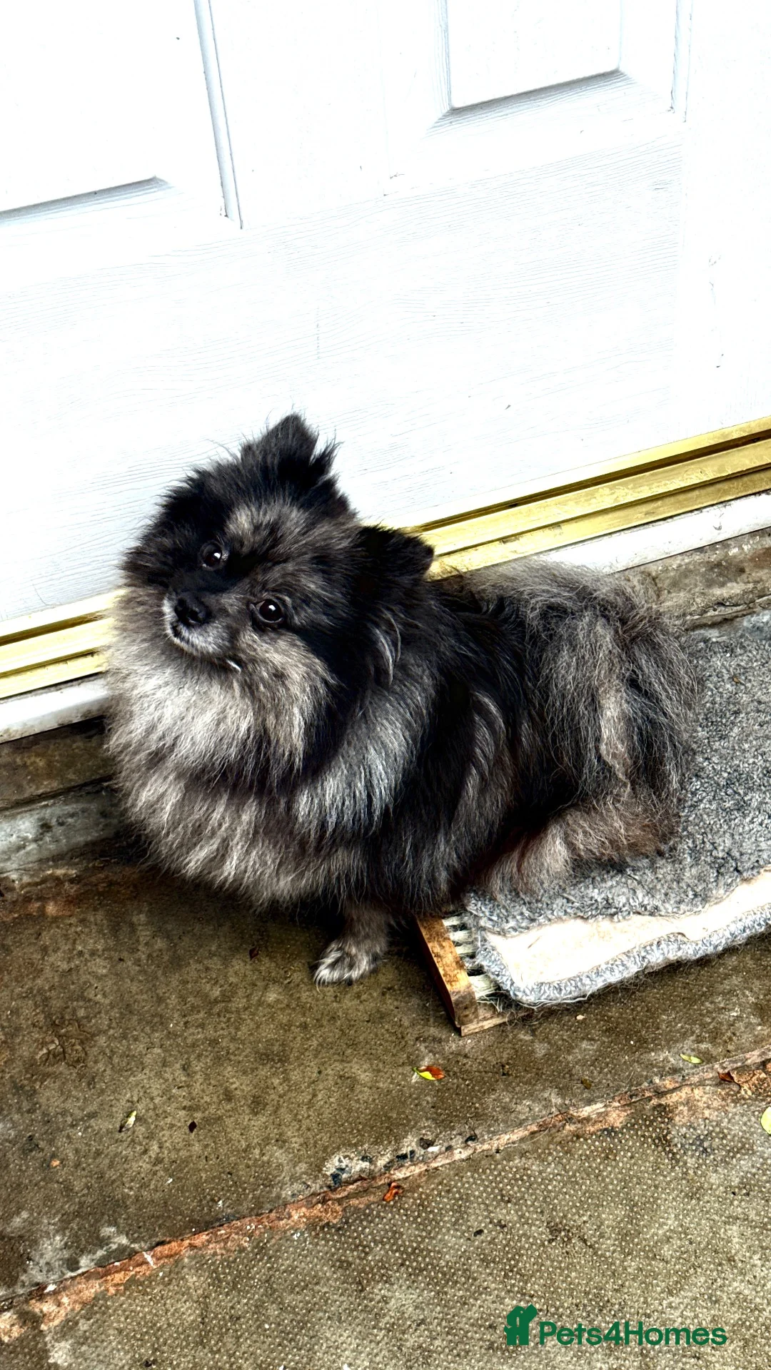 Pomeranian dogs for sale: ADORABLE POMERANIAN GIRL - Advert 2