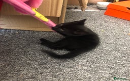 British Shorthair cats for sale: 🐾 A Rare Band of Ghost Tabby Kittens 🐾 - Image 12