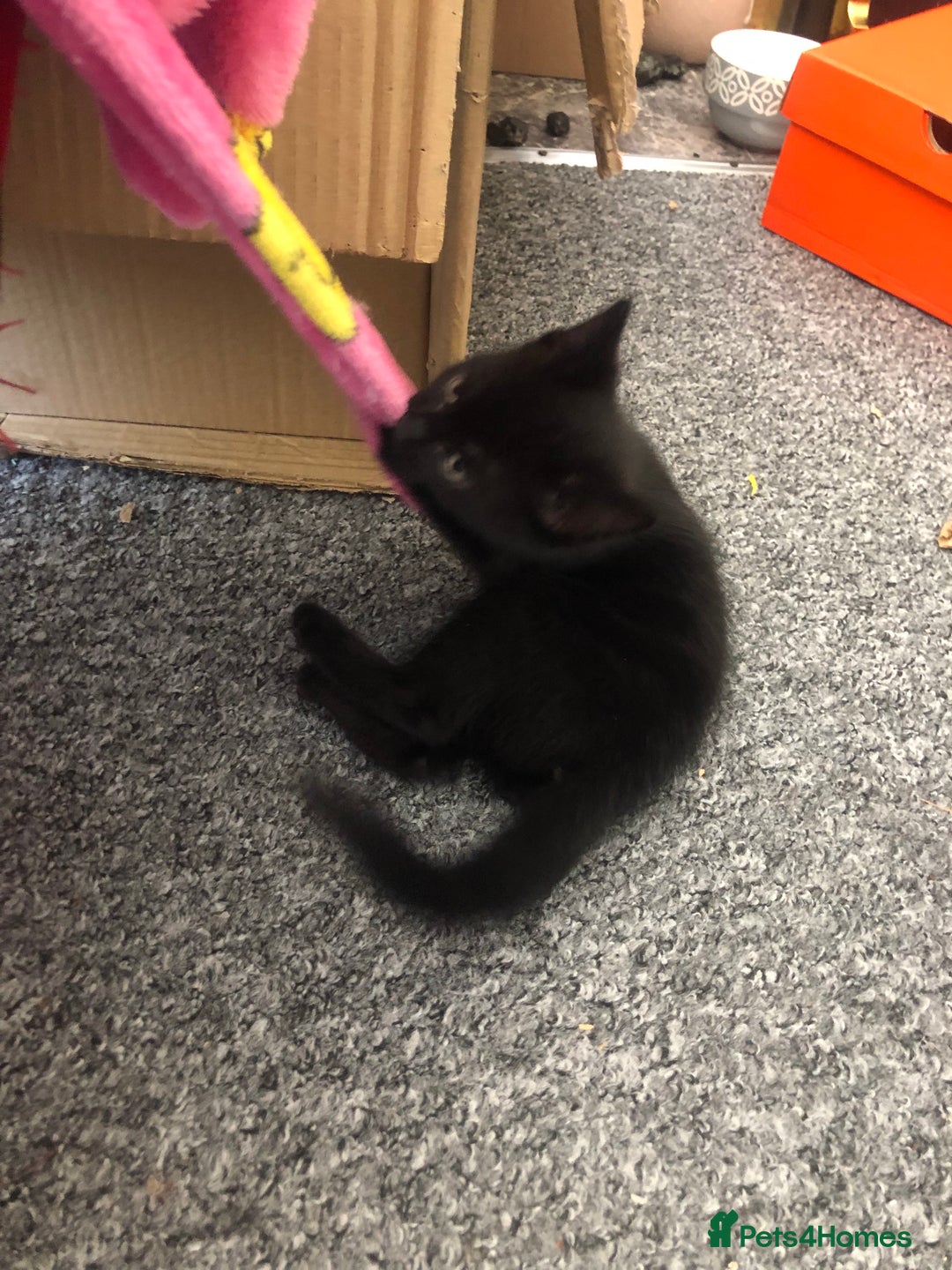 British Shorthair cats for sale: 🐾 A Rare Band of Ghost Tabby Kittens 🐾 - Image 12