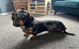 Miniature Dachshund dogs for sale: Miniature dachshund mix priced  - Image 14
