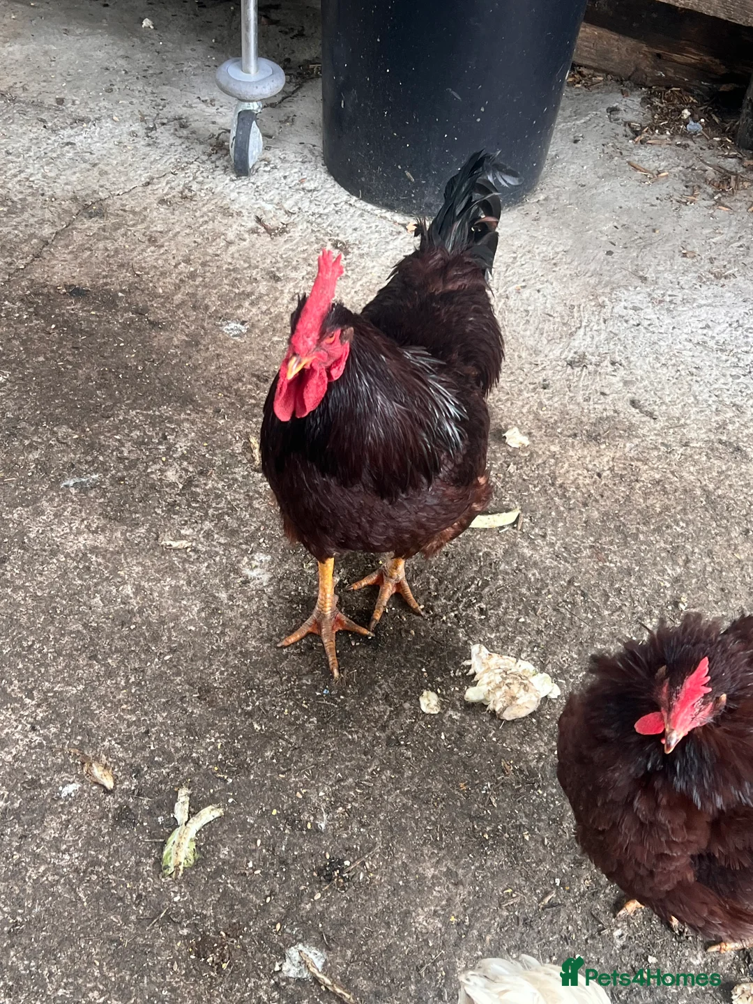 Chickens poultry for sale: Light Sussex and rode highland reds  - Advert 2