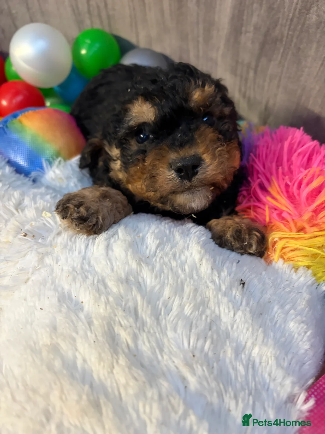 Cavapoo dogs for sale: Stunning cavapoo puppies ready now  - Advert 5
