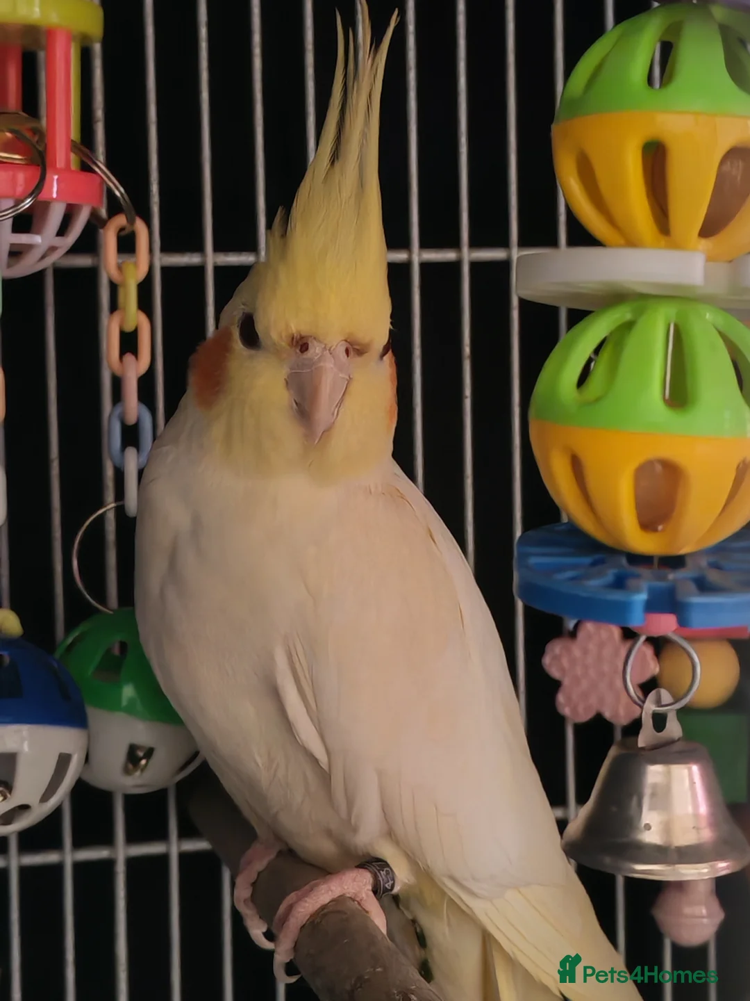 Cockatiels birds for sale: Pair of cockatiels - Advert 2