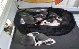 Staffordshire Bull Terrier dogs for sale: Blue Staffordshire bull terrier puppies  - Image 22