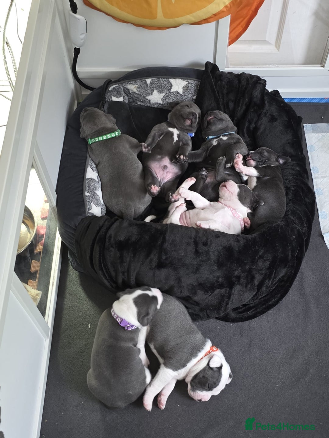 Staffordshire Bull Terrier dogs for sale: Blue Staffordshire bull terrier puppies  - Image 22