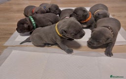 Staffordshire Bull Terrier dogs for sale: Blue Staffordshire Bull Terrier 🐶 Puppies 🐶 - Image 36