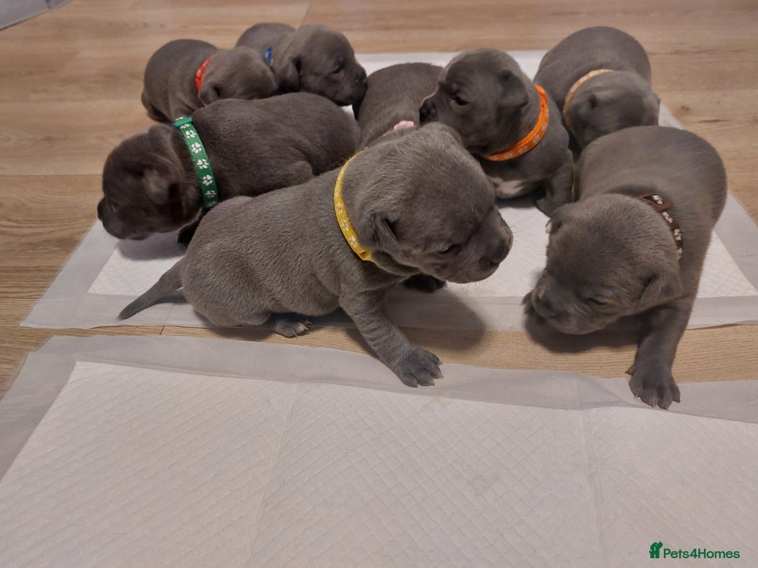 Staffordshire Bull Terrier dogs for sale: Blue Staffordshire Bull Terrier 🐶 Puppies 🐶 - Image 36