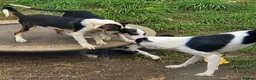 Border Collie dogs for sale: 4 Border Collie Pups  in Swansea - Advert 4
