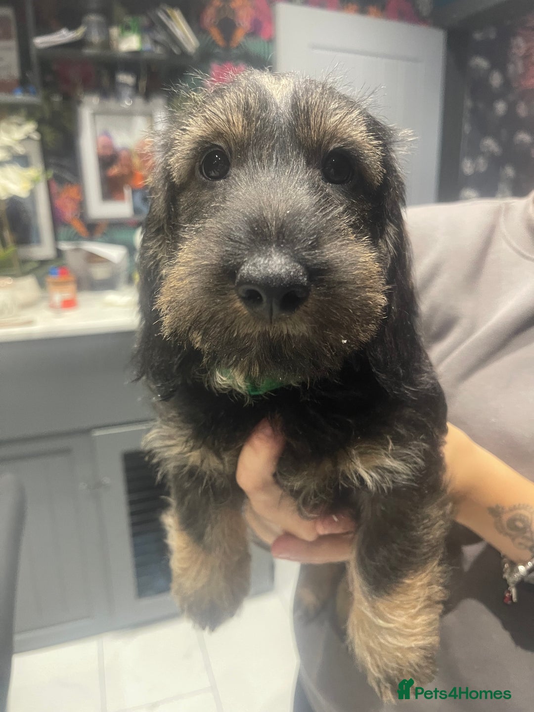 Dachshund dogs for sale: 🌟reduced in price Standard wirehaired dachshund  - Advert 2