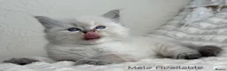 Ragdoll cats for sale: Pure Ragdoll Kitties  - Advert 2