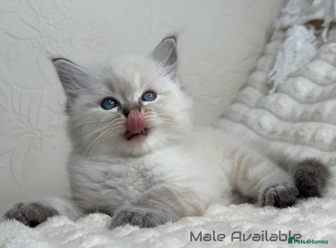 Ragdoll cats for sale: Pure Ragdoll Kitties  - Advert 2