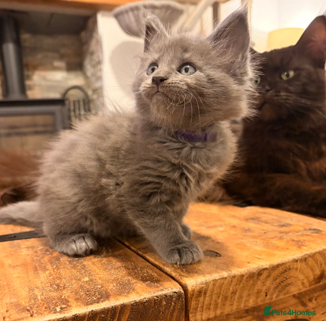 Maine Coon cats for sale: Halloween babies 🎃🐈‍⬛ 2 girls left - Advert 37